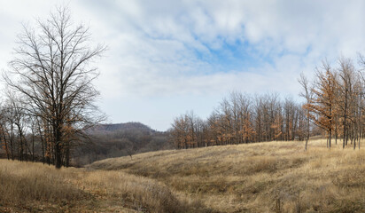 Beautiful empty autumn forest with midday clouds. White-blue sky over the dry trees and grass	
