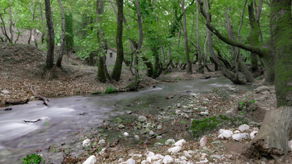 A fast mountain stream in a sycamore grove