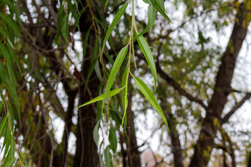 Green autumn leaves on branch