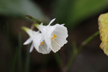 可憐な白い花の小型ペチコートスイセン（マクロレンズ使用接写画像）