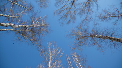 grass and sky