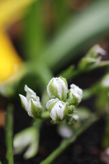 朝露の水玉が載る白花オーニソガラム・バランンサエの花芽
