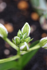 朝露の水玉が載る白花オーニソガラム・バランンサエの花芽