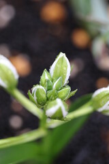 朝露の水玉が載る白花オーニソガラム・バランンサエの花芽
