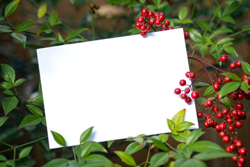 식물들과 카드목업