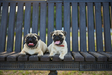 Two pug puppies lie on a park bench