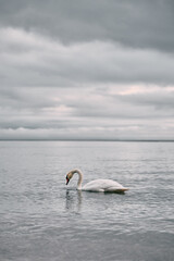 Dusky weather and swan swimming in the Baltic sea. Sunset over the seaside with birds. Heavy clouds...