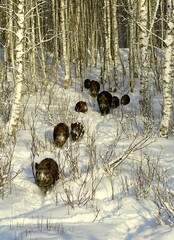 wild boars in the winter forest