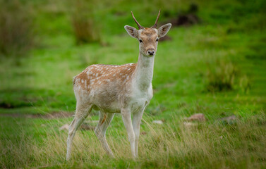 A young fallow deer buck with small antlers. It is also called a prickett