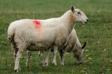 Two sheep standing in a field. One has its head lowered eating the grass, the other stands upright looking right