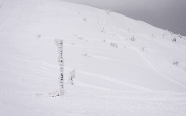 Snow-covered pointer on the ski slope.