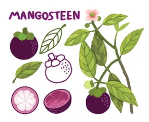 set of fruits mangosteen hand painting