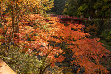 紅葉した木々と赤い橋　埼玉県秩父市大滝