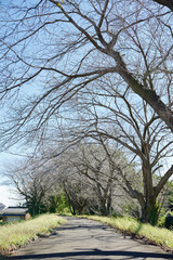 枯れ木のアーチがある日本の田舎小道