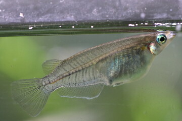 レアなインドメダカ（雌）の水面に上がったところを横からマクロ撮影した魚体。