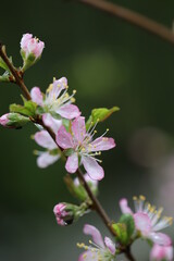 淡いピンク色のニワウメの花