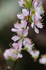 淡いピンク色のニワウメの花が枝いっぱいに咲いているマクロ接写画像。