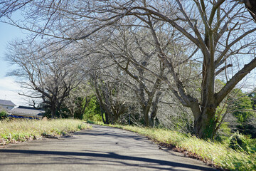 枯れ木のアーチがある日本の田舎小道