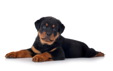 Fototapeta premium puppy rottweiler in studio