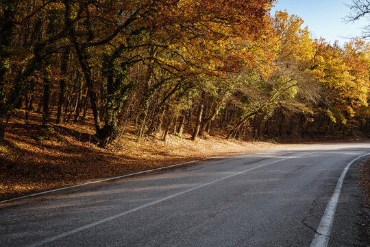 Asphalt road with fallen leaves inl autumn forest. Focus on foreground. Fall scenery