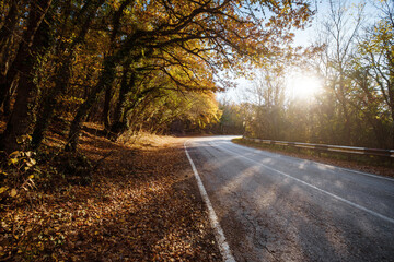 Obraz premium Asphalt road with fallen leaves inl autumn forest. Focus on foreground. Fall scenery