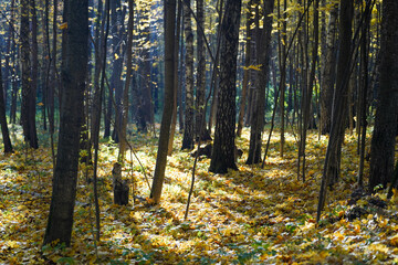 autumn forest in the morning light 