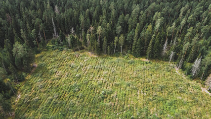 Aerial view of forest edge and grass field border during a summer day. Green trees and glade...
