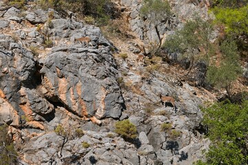 Surroundings near the Goynuk canyon in Turkey