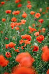 large field of red poppies on a sunny day