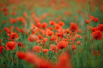 Fototapeta premium large field of red poppies on a sunny day