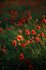 Naklejka premium large field of red poppies on a sunny day
