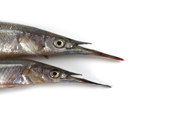 Garfish isolated on white