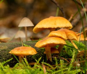 brown mushrooms in the forest on a trunk covered with moss