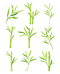 Bamboo as Evergreen Perennial Flowering Plant with Hollow Stem and Green Leaf Vector Set
