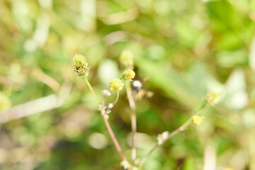 アメリカセンダングサ