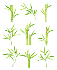 Bamboo as Evergreen Perennial Flowering Plant with Hollow Stem and Green Leaf Vector Set