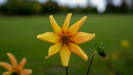 Wunderschöne Gelbe Blüte  © Marc
