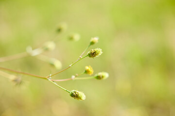 アメリカセンダングサ