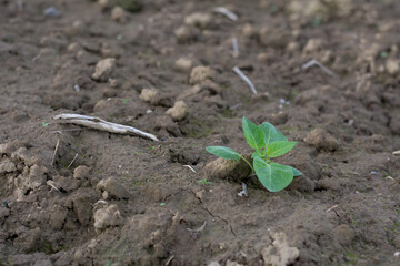 sprout in the ground