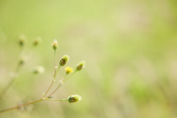 アメリカセンダングサ