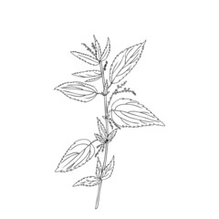 Nettle wild field flower isolated on white background botanical hand drawn sketch vector doodle line art illustration Urtica dioica for design package tea, cosmetic, natural medicine, greeting card