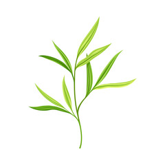 Bamboo Foliage and Green Leaf with Stem Vector Illustration