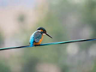 電線にとまる冬のカワセミ