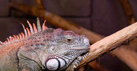close up of an iguana