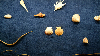 fossils of shellfish