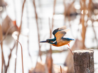 桟橋から飛び出す冬のカワセミ