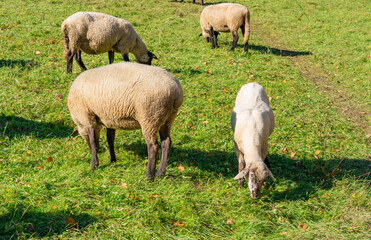 Freshly shorn sheep graze in a meadow
