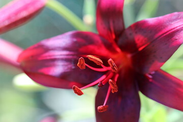 深紅のオニユリの花のアップ