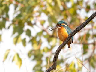 枝にとまる冬のカワセミ