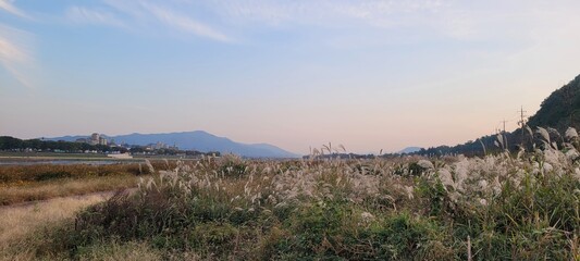 대한민국 경주 형산강 억새밭